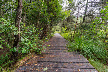 Nature reserve Wilhelmsdorf Pfrunger Ried in Upper Swabia