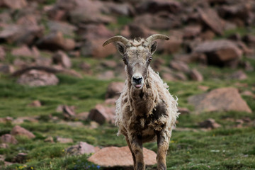 Wild Sheep
