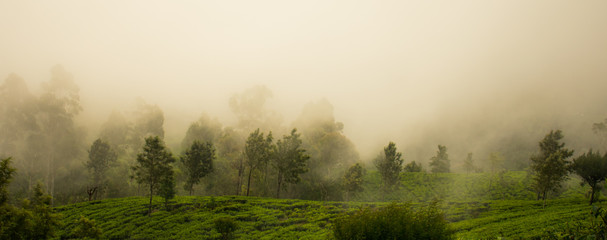 Naklejka na ściany i meble misty morning in the forest