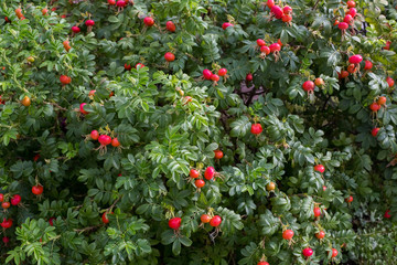 Rose hip bush with berries at summer time. (Rósa rugósa) Rosehip wrinkled
