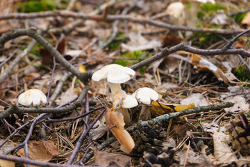 Forest nature photography of autumn toadstool, mushroom in green grass and falling leaves, environment in September