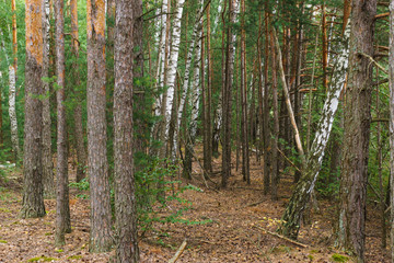 Obraz premium Beautiful shot of a forest full of beautiful tall pine and birch trees
