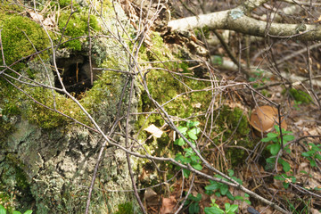 A large hollow pine stump overgrown with moss and green foliage. Serves as a bird nest and animal shelter. Selective focus, shallow depth of field