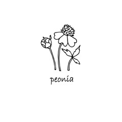 Peonies plant sketch. Hand drawn ink art design object isolated stock vector illustration for web, for print