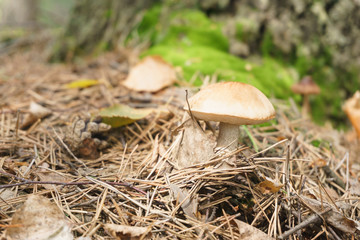 mushrooms in the forest