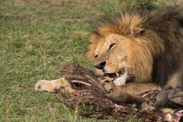 The lion king eating the wildebeest kill