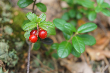 Red lingonberry cranberries growing in moss in the forest