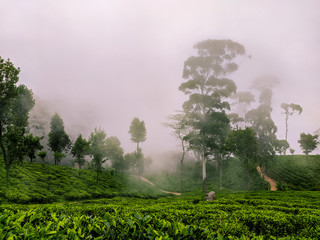 misty morning in the tea estate