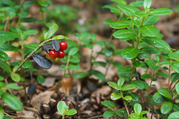 Red lingonberry cranberries growing in moss in the forest