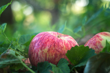 Fresh ripe rustic apples in the orchard. Harvest time in August