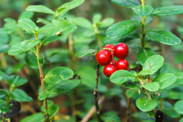 Red lingonberry cranberries growing in moss in the forest