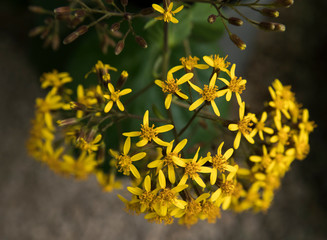 Floral. Closeup view of a Senecio petasitis, also known as Velvet Groundsel, winter blooming flowers of yellow petals.
