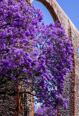 Blossom Jacaranda en Los Arcos,  Querétaro, México 