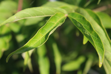 green leaves on a green background © Paulina