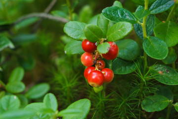 Red lingonberry cranberries growing in moss in the forest
