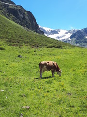 Fototapeta na wymiar Kuh auf einer Bergwiese in den Alpen
