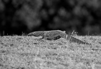 Mointor Lizard in the grasses of Masai Mara, Kenya