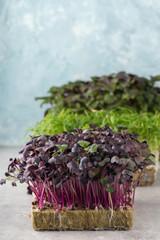 Micro greens sprouts of purple radishes on light blue background, vertical format. Concept of superfood and healthy organic food
