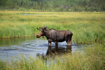 moose walking in the water