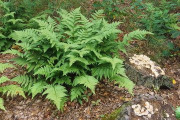 Little mushrooms on an old stump in the forest. Natural nature background with grass and fern.