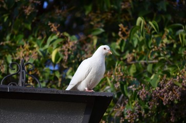 Pigeon on the streetlight