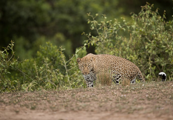 Leopard coming out from the bushes at Masai Mara, Kenya