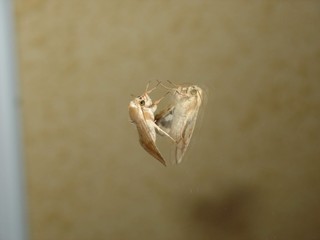 Moth on the mirror