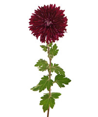 Single dark red chrysanthemum flower isolated on white