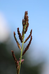 Echinochloa crus-galli or barnyard grass or cockspur. Red fluffy ear on a  blue sky background on a summer sunny day. Wonderful rural landscape.