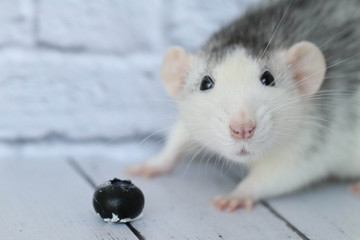 A cute decorative black and white rat sniffs and eats sweet blueberries. On a white wooden background.
