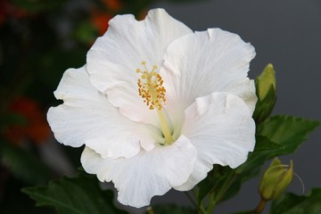 Obraz premium hibiscus flower in the garden