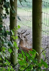 Hirsch  mit Geweih liegt im Gehege