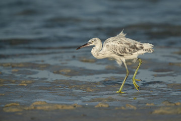 Western reef heron white morphed at Busaiteen coast of Bahrain 