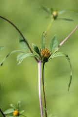Golden yellow flower in sunlight on a summer day on a green background. Bidens frondosa or American bur-marigold or Beggars' ticks or beggar's-lice or beggarticks or cockles or devil's beggarticks. 