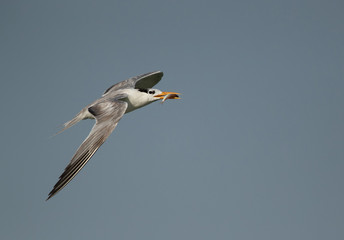 Fototapeta na wymiar Greater crested tern with fish at Busaiteen coast, Bahrain