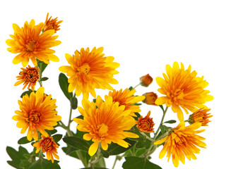 Yellow orange chrysanthemum flowers and blank space