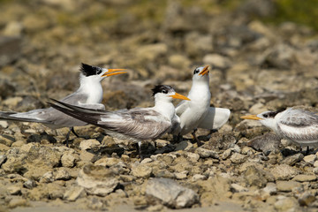 Greater crested terns at Busaiteen coast, Bahrain