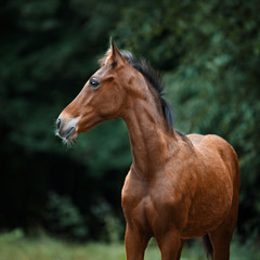 a brown foal with a white spot does not dare to leave the stall in the field