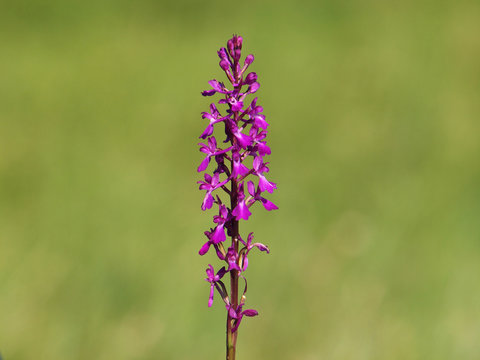 Purple flower of Elegant marsh orchid, Orchis palustris ssp. Elegans
