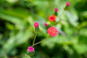 Florida Tassel flowers (Emilia fosbergii), unusual edible plant