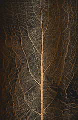 Distress tree leaves, leaflet texture on golden background. Black and white grunge background.