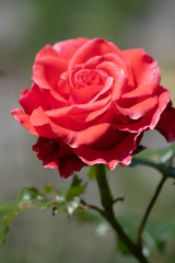 Beautiful scarlet rose in the garden in summer.