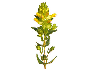 Wild flower of Yellow Rattle isolated on white, Rhinanthus
