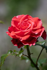 Beautiful scarlet rose in the garden in summer.