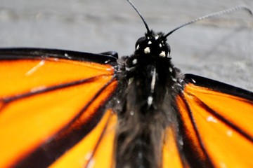 Fototapeta na wymiar butterfly galley