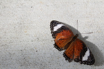 Obraz na płótnie Canvas butterfly galley
