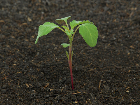 Young plant of Redroot pigweed in soil, Amaranthus retroflexus