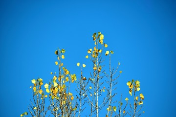 The yellow leaves of the silver poplar in the background of blue sky. Autumn mood.