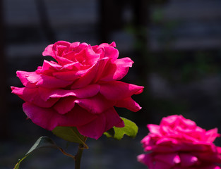 Red rose on dark background in the summer in the garden.