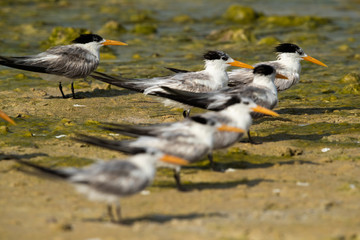 Greater crested terns at Busaiteen coast, Bahrain